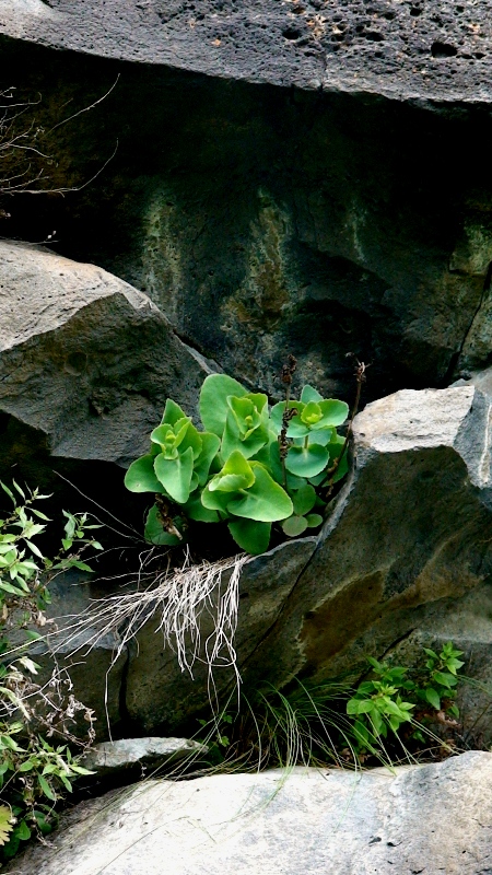 Image of Hylotelephium caucasicum specimen.