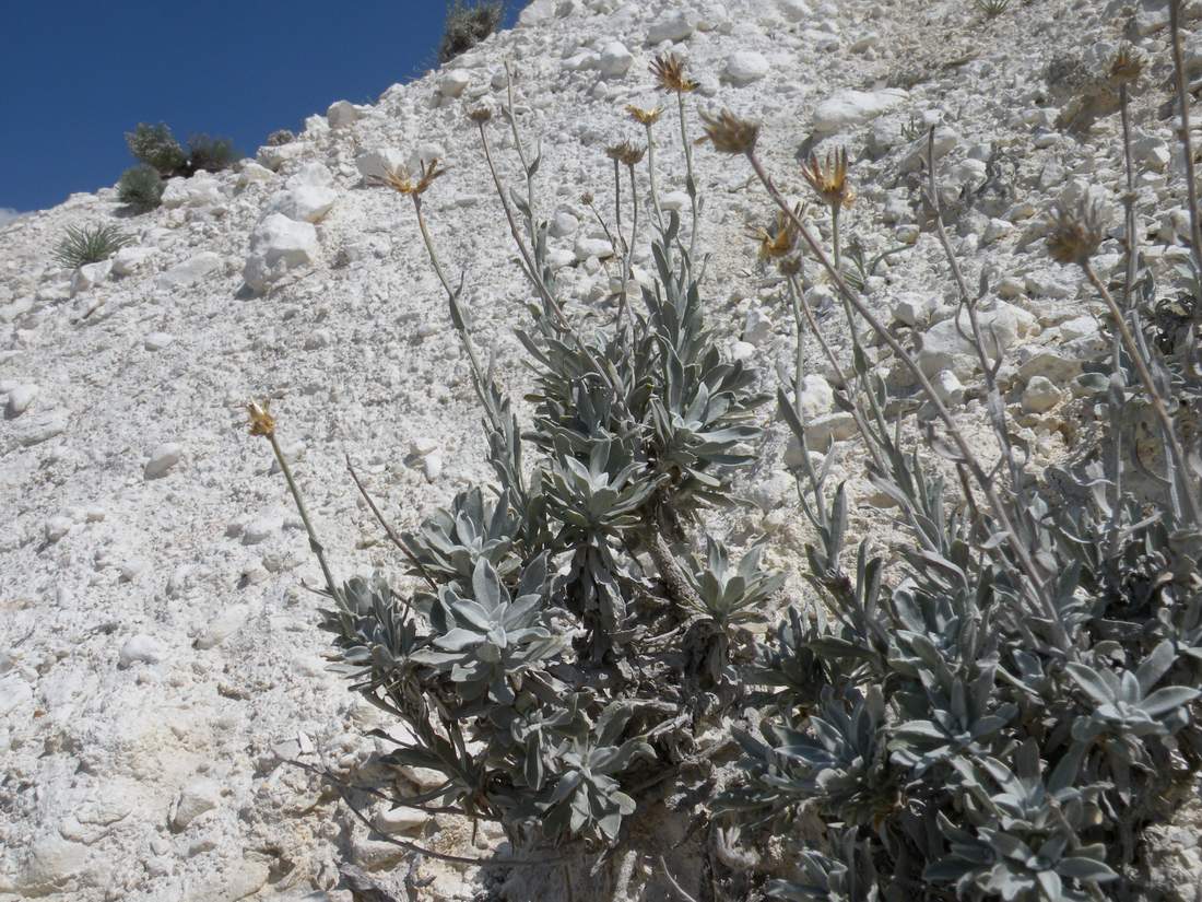 Image of Jurinea kirghisorum specimen.