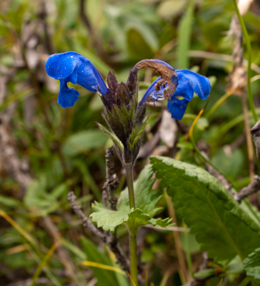 Image of Dracocephalum grandiflorum specimen.