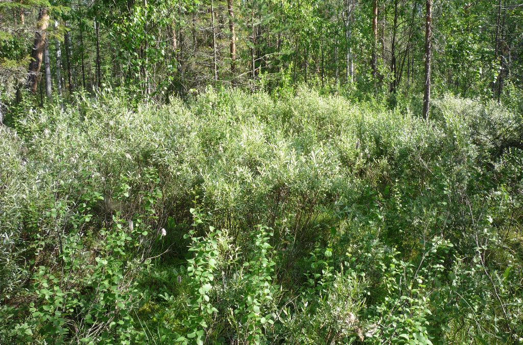 Image of Salix rosmarinifolia specimen.