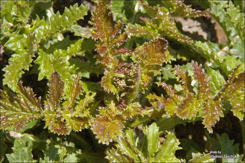 Image of Crambe koktebelica specimen.