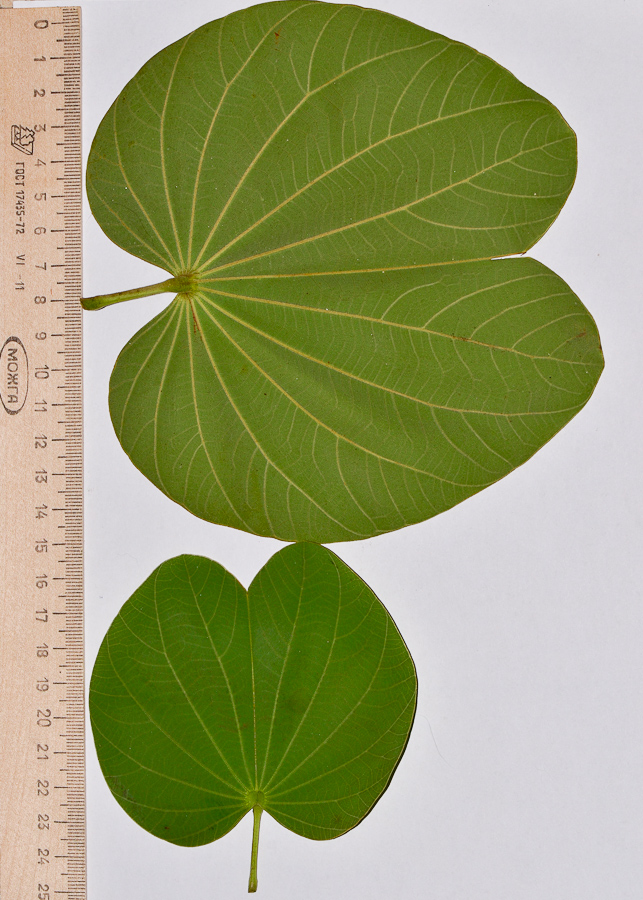 Image of Bauhinia variegata specimen.