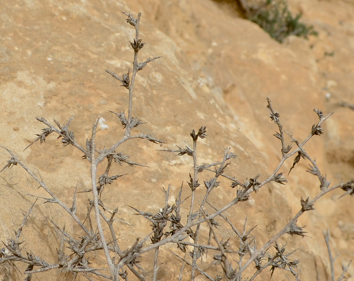 Image of Noaea mucronata specimen.