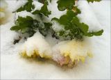 Chrysanthemum indicum. Соцветия и концы побегов, покрытые снегом. Черноморское побережье Кавказа, г. Новороссийск, в культуре. 14 декабря 2010 г.