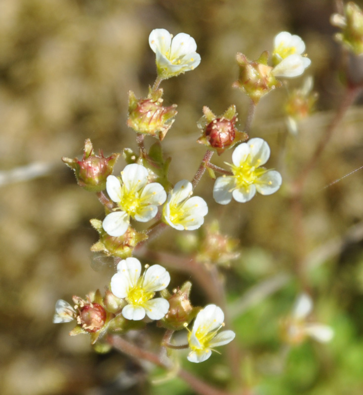 Image of Saxifraga cespitosa specimen.