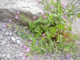 Epilobium algidum. Цветущее растение. Кабардино-Балкария, южный склон пика Терскол, ≈ 2800 м н.у.м. 14.07.2012.