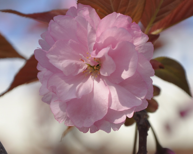 Изображение особи Prunus serrulata var. lannesiana.