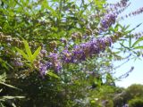 Vitex agnus-castus. Соцветия. Южный берег Крыма, Никитский ботанический сад. 21 июля 2012 г.