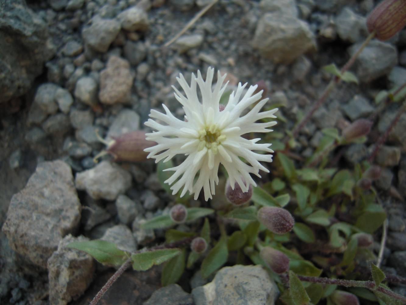 Image of Oberna lacera specimen.