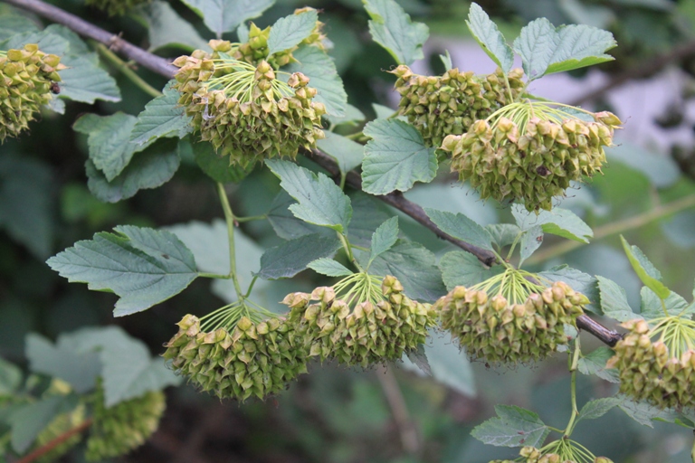 Image of Physocarpus opulifolius specimen.