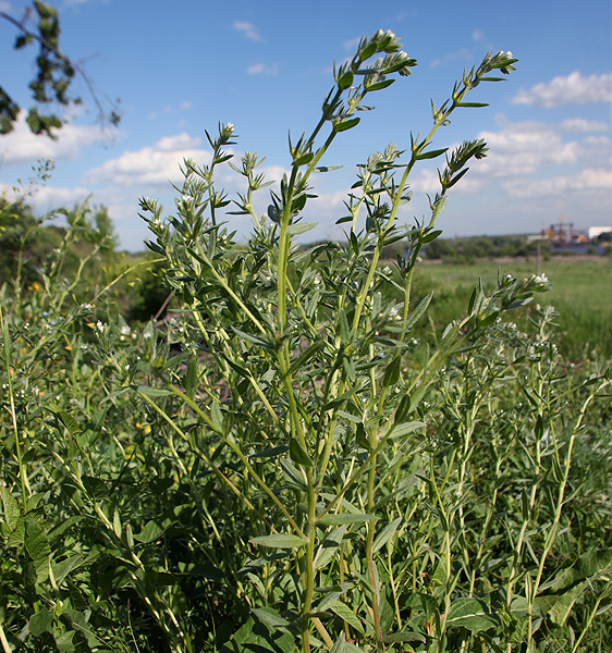 Image of Buglossoides arvensis specimen.