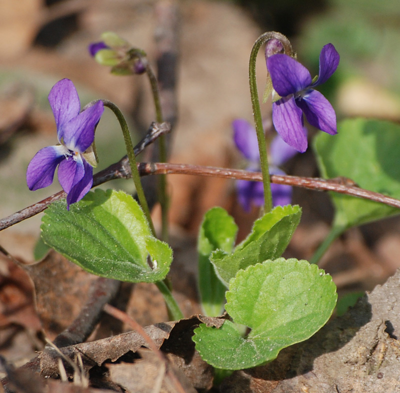 Изображение особи Viola odorata.