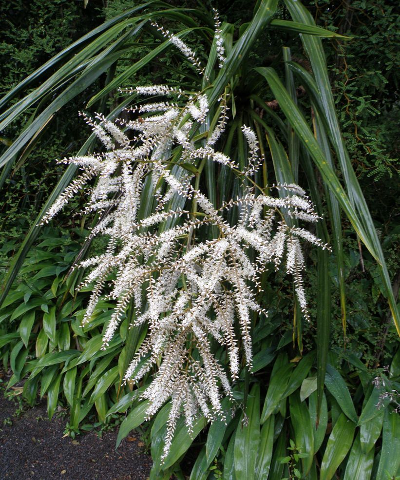 Изображение особи Cordyline banksii.