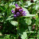 Prunella vulgaris. Верхушка цветущего растения. Москва, Воробьёвы горы, ул. Косыгина. 04.07.2012.