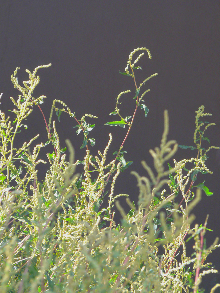 Image of Atriplex tatarica specimen.