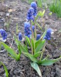 Muscari botryoides. Цветущие растения. С-Петербург, клумба. 1 мая 2009 г.