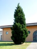 Cupressus sempervirens. Дерево в городском озеленении. Италия, Венето, пригород Венеции, у парковки экскурсионных автобусов. 18.06.2012.