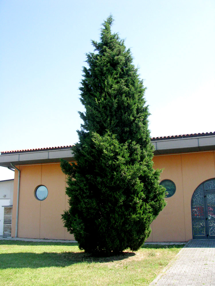 Изображение особи Cupressus sempervirens.