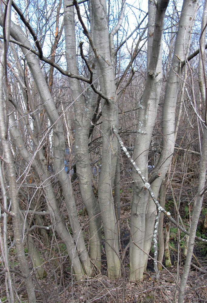 Image of Alnus incana specimen.