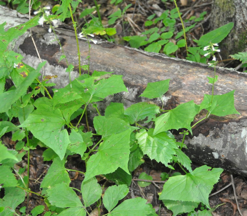 Изображение особи Parasenecio auriculatus.