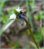 Viola arvensis. Цветок. Чувашия, окр. г. Шумерля, Кумашкинский заказник, Соколова поляна. 19 мая 2009 г.
