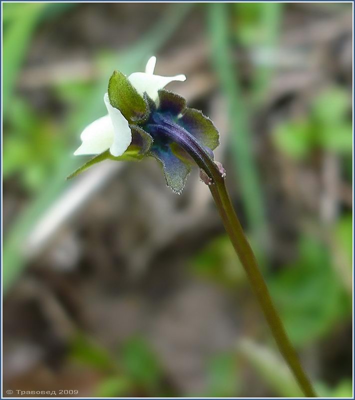 Image of Viola arvensis specimen.