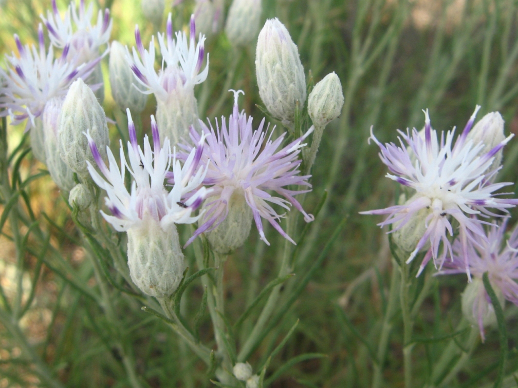 Изображение особи Jurinea stoechadifolia.