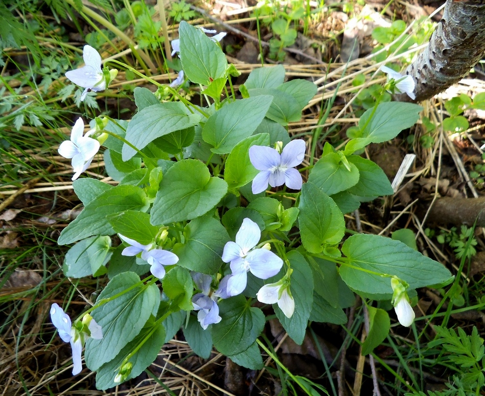 Image of Viola canina specimen.