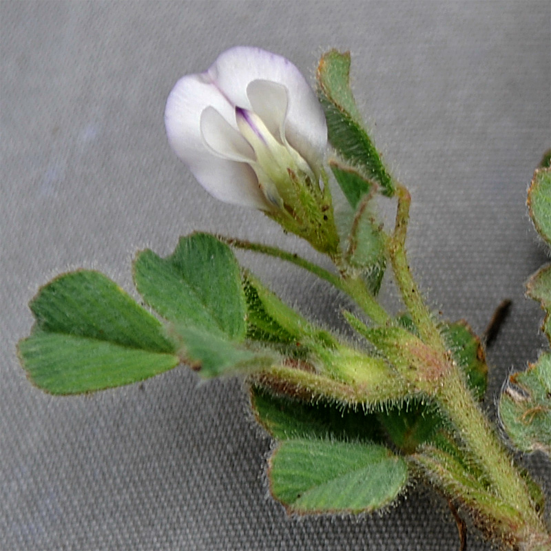 Image of Melilotoides biflora specimen.