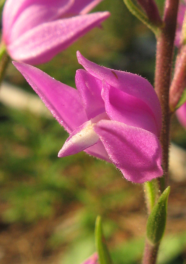 Изображение особи Cephalanthera rubra.
