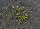 Ranunculus repens