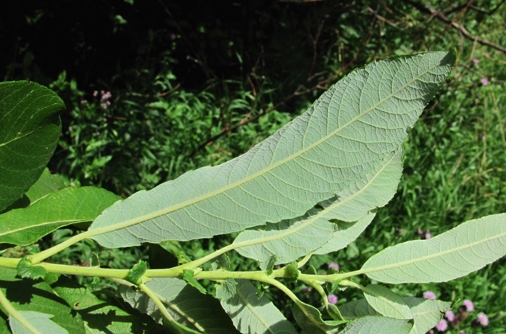 Image of Salix cinerea specimen.