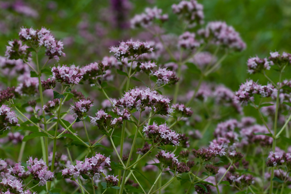 Image of Origanum vulgare specimen.