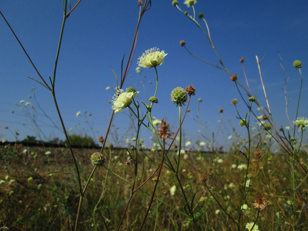 Image of Scabiosa ochroleuca specimen.