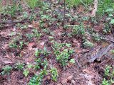 Chimaphila umbellata