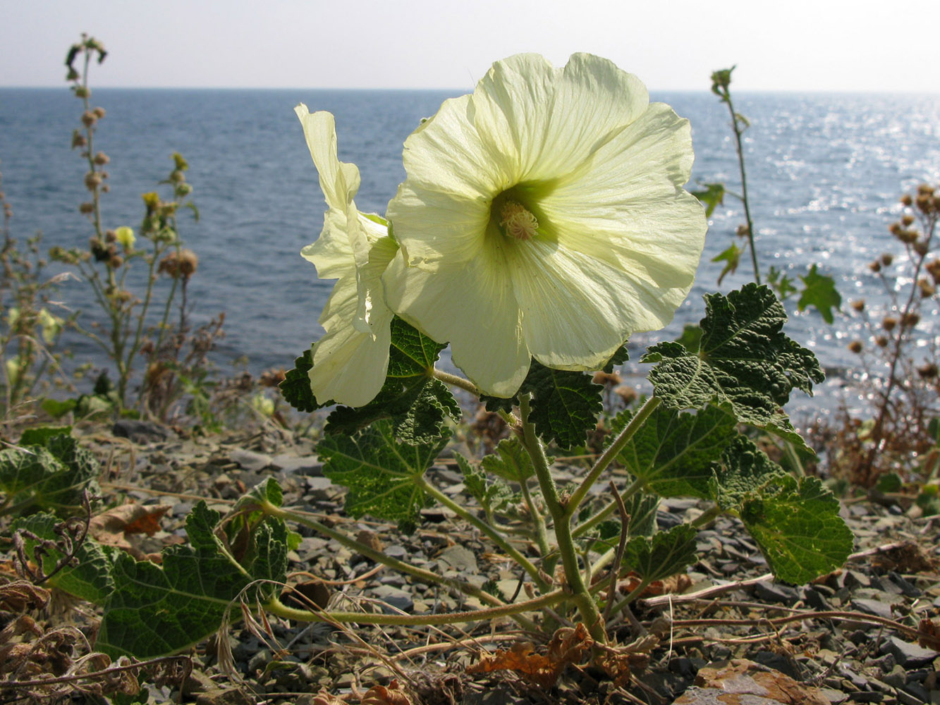 Изображение особи Alcea rugosa.