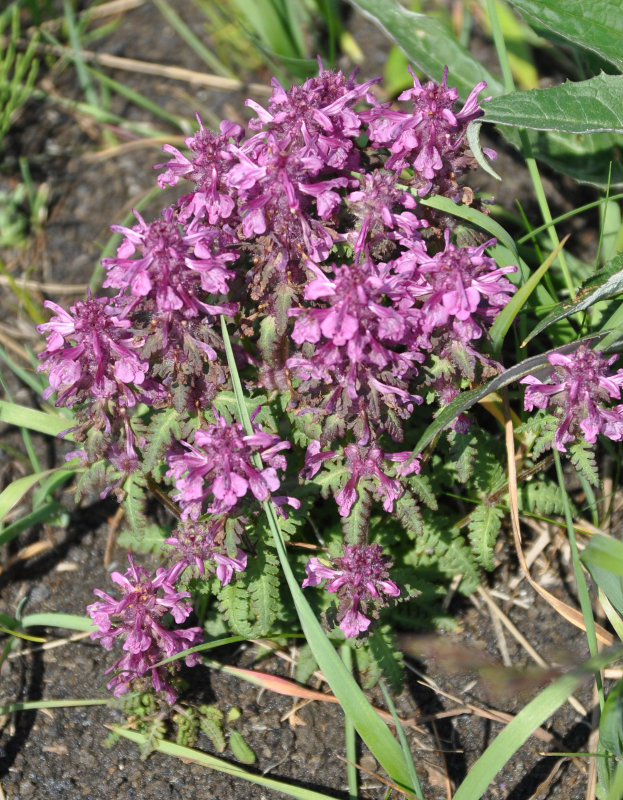 Image of Pedicularis verticillata specimen.