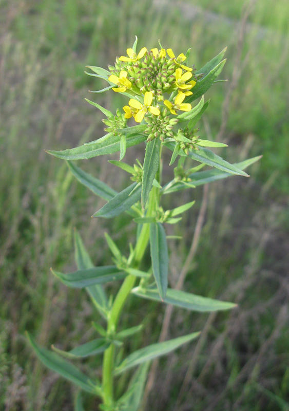 Изображение особи Erysimum hieraciifolium.