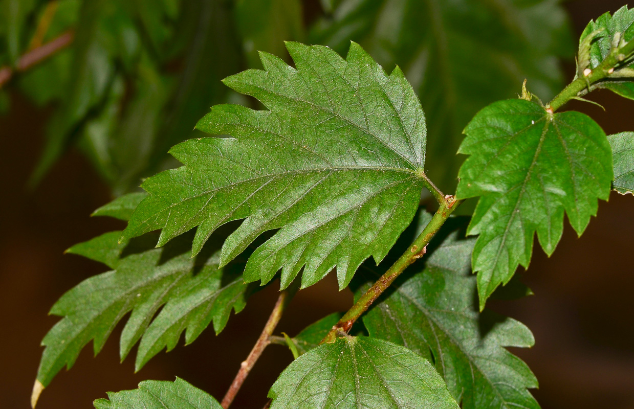 Image of genus Hibiscus specimen.