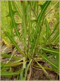 Lactuca tatarica. Основание стебля с прикорневыми листьями. Чувашия, окрестности г. Шумерля, за объездной трассой. 29 июня 2009 г.