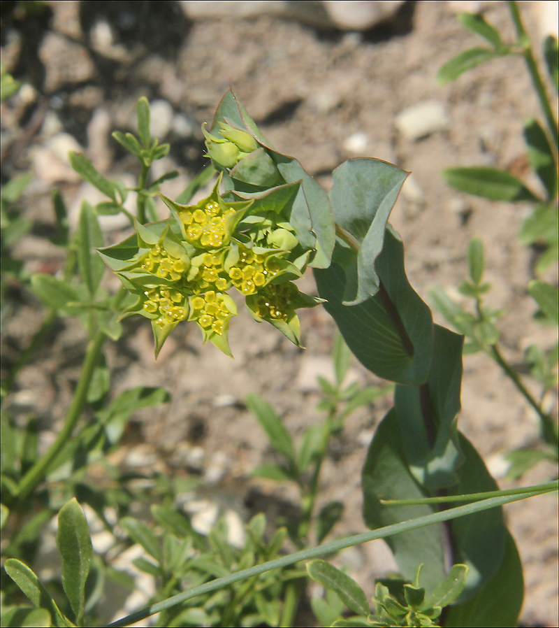 Изображение особи Bupleurum rotundifolium.