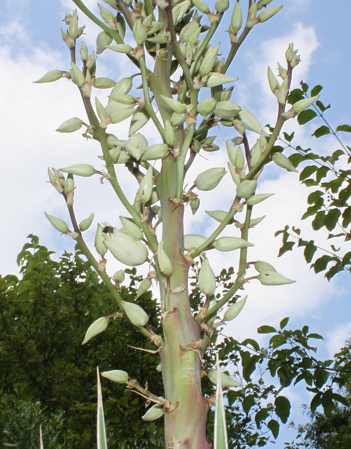 Image of Yucca glauca specimen.