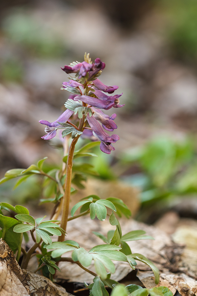 Image of Corydalis solida specimen.