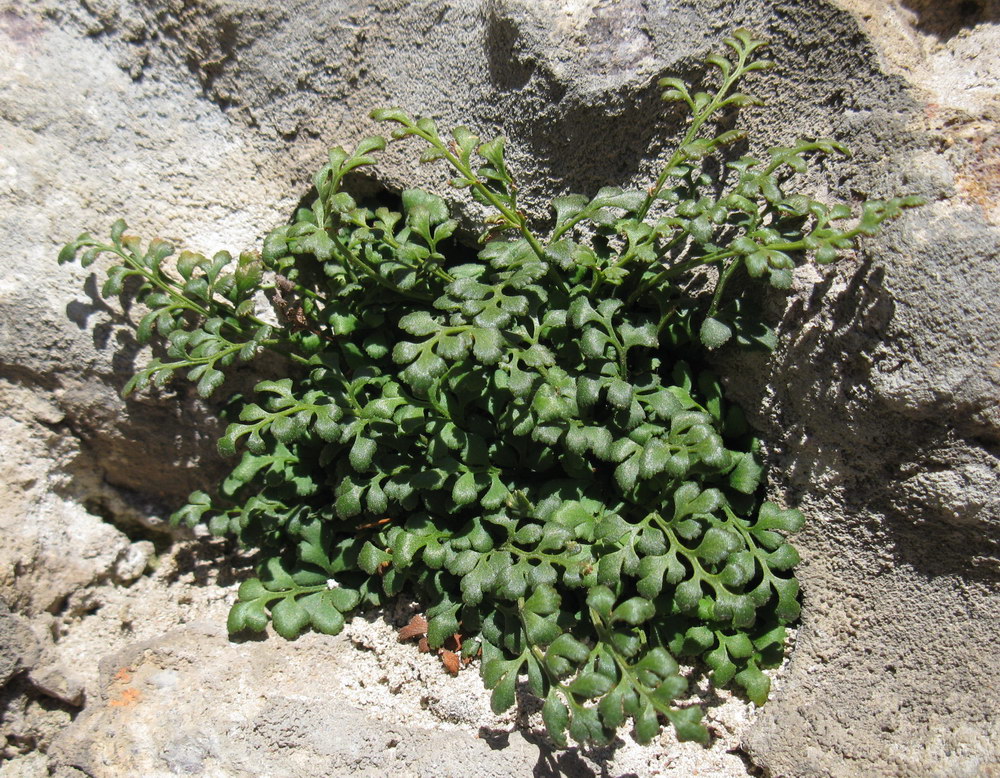 Image of Asplenium ruta-muraria specimen.