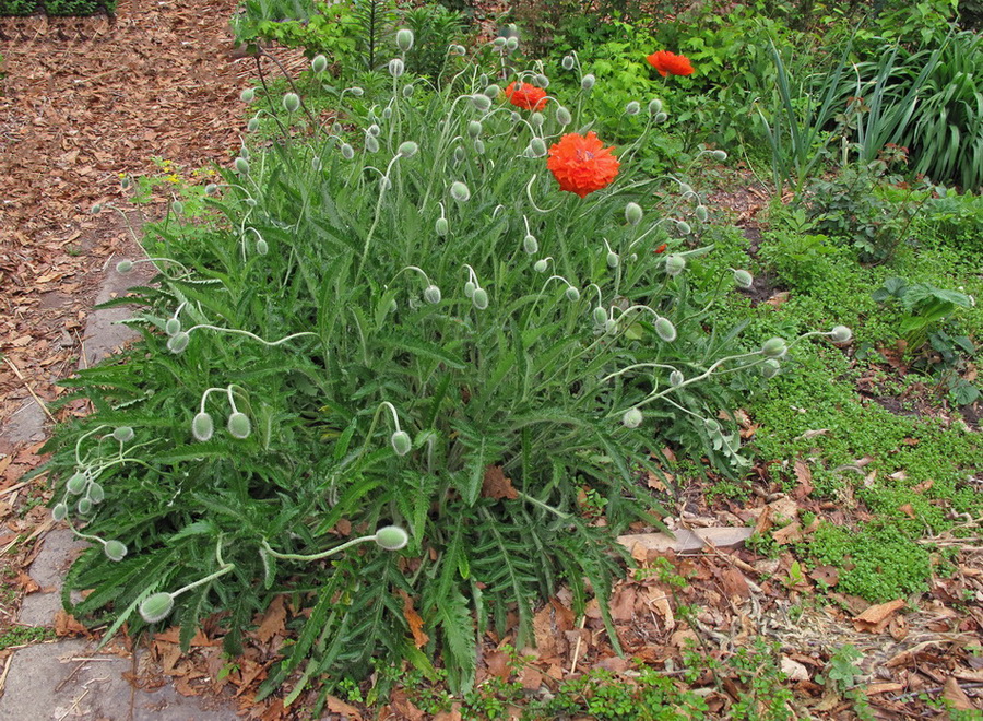 Изображение особи Papaver orientale.