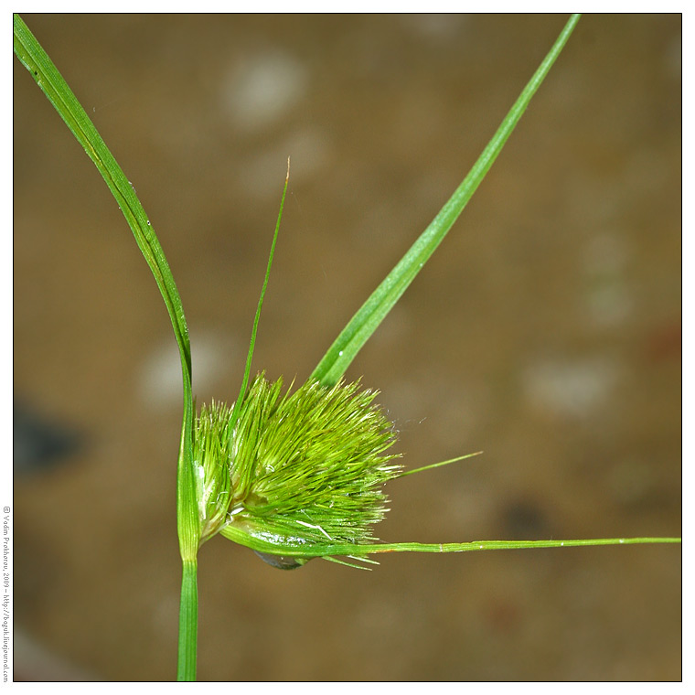 Изображение особи Carex bohemica.