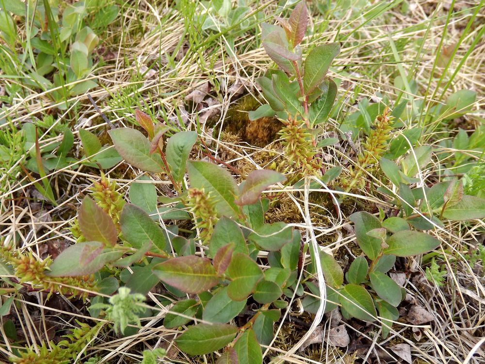 Image of Salix hastata specimen.