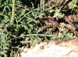 Scrophularia xanthoglossa. Листья. Израиль, гора Гильбоа, гарига. 22.03.2014.