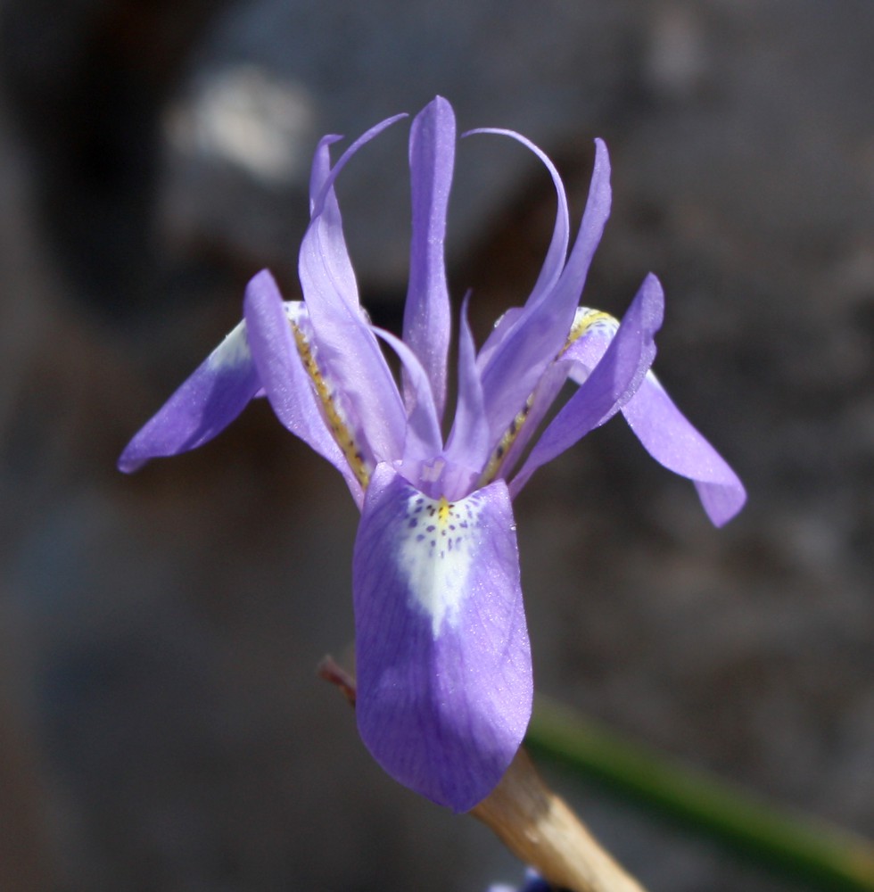 Изображение особи Moraea sisyrinchium.