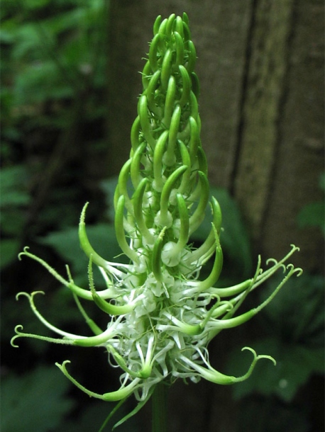 Изображение особи Phyteuma spicatum.